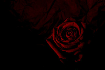 TOSHIMI物語 – Part12 ──お披露目会という“壁”──