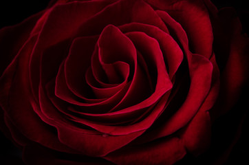 TOSHIMI物語 – Part13 ──ギネスに挑戦しようとしたこと──