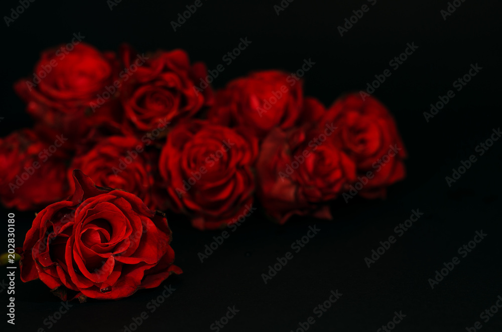 TOSHIMI物語 – Part14 ――リスタートへの緊張――