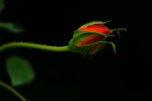 TOSHIMI物語 Part19 ――スーパースターじゃないけれど、蕾なの――