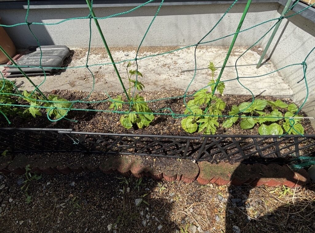一坪から始まる豊かな夏。菜園づくりとゴーヤの苗植え