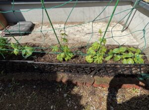 http://一坪から始まる豊かな夏。菜園づくりとゴーヤの苗植え