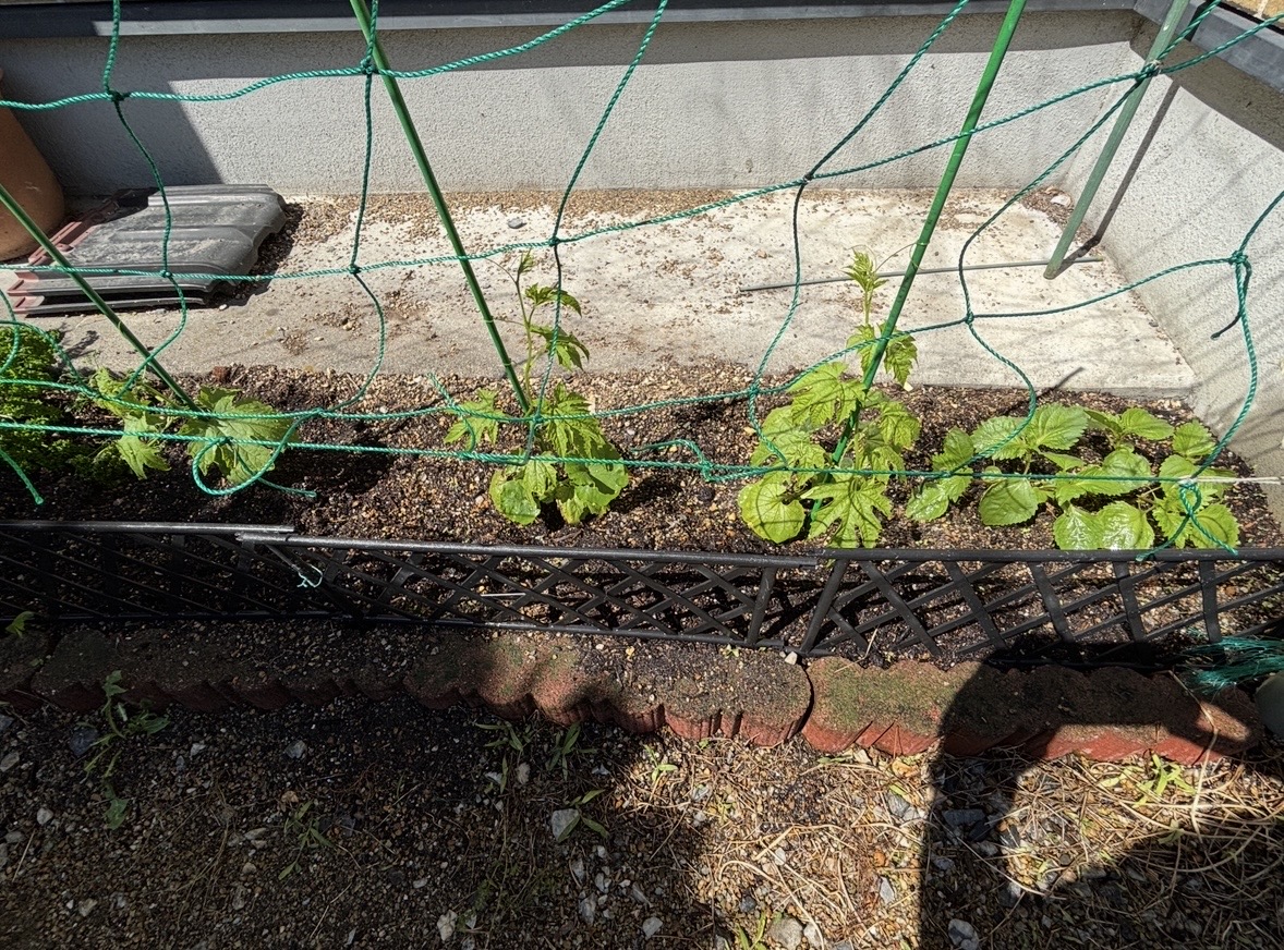 一坪から始まる豊かな夏。菜園づくりとゴーヤの苗植え