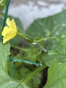 http://朝夕の水やりが楽しみに！ゴーヤ開花と小さな実😊