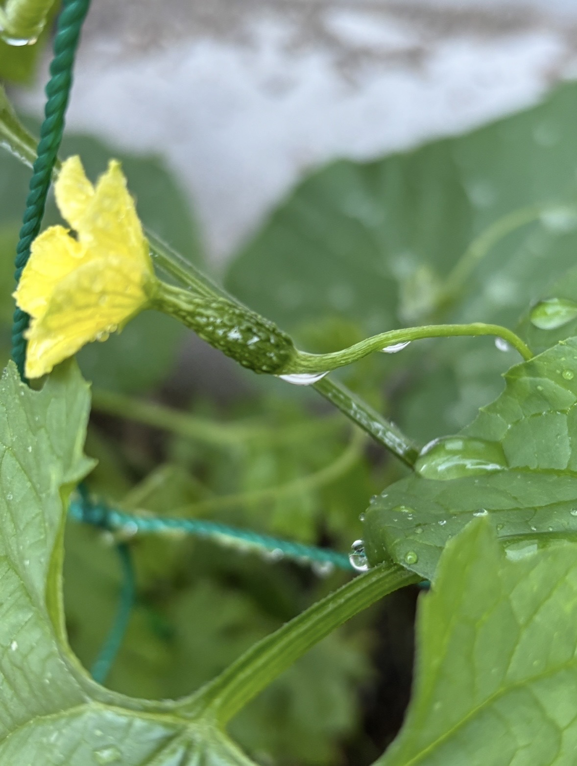 朝夕の水やりが楽しみに！ゴーヤ開花と小さな実😊